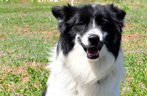 Cane Vissuto Per Anni Su Un Balcone Cerca Una Casa Per Sempre