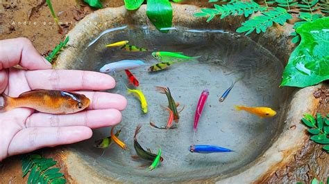 Menangkap Ikan Glofish Ikan Mas Koki Ikan Molly Ikan Memphis Ikan