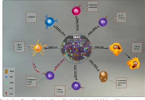 Figure 1 From Ankylosing Spondylitis And Mesenchymal Stromal Stem Cell