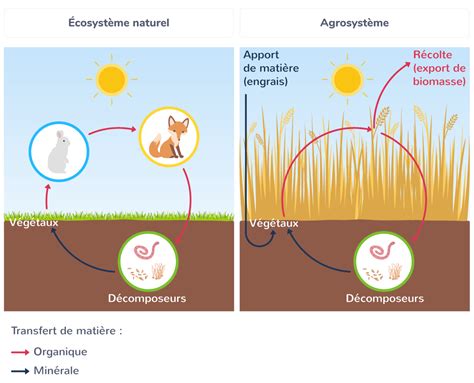 Structure et fonctionnement des agrosystèmes 2nde Cours SVT Kartable