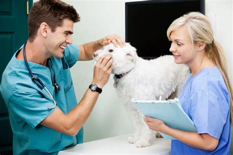 Vrouwelijke Verpleegster With Veterinarian Doctor Dat A Onderzoekt