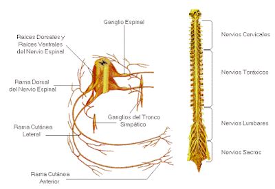 APRENDE Y DISFRUTA Con Las CIENCIAS NATURALES El Sistema Nervioso