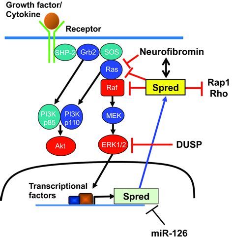 Inhibitory Mechanisms Of Spreds On The Ras Raf ERK Pathway DUSP