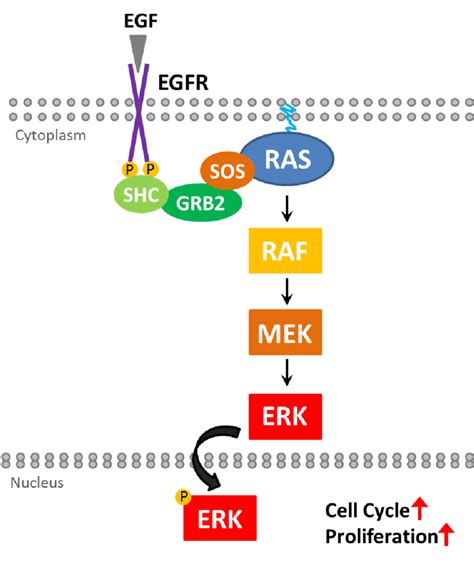 4 Diagram Of The EGFR KRAS Pathway Stimulation Of The Epidermal Growth