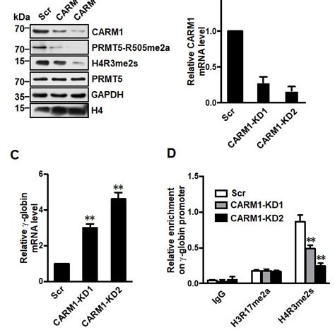 Carm1 Represses Globin Expression A Western Blot Analysis Of Download Scientific Diagram