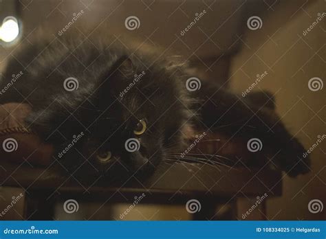 Cat Lying On Dark Stool Stock Image Image Of Animal 108334025