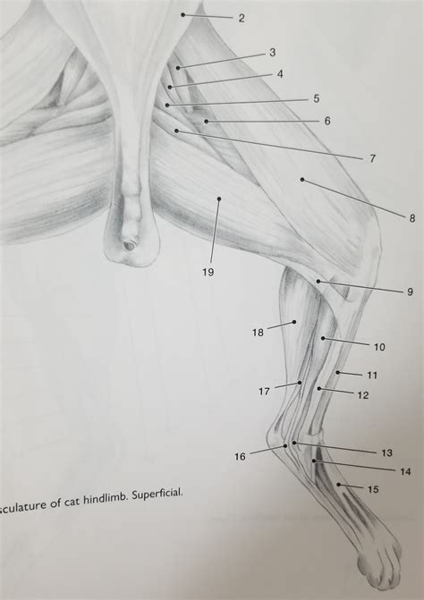 Week 6 Cat Musculature Superficial Medial Hindlimb Diagram Quizlet