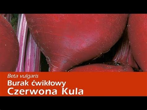 Burak Wik Owy Czerwona Kula Horror Cz Youtube