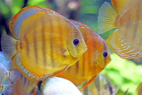 Pescados Tropicales Que Nadan Bajo El Agua Foto De Archivo Imagen De