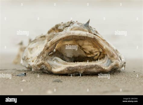 Decomposing Animal High Resolution Stock Photography And Images Alamy