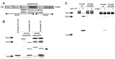 Enteroviral Protease A Directly Cleaves Dystrophin And Is Inhibited By