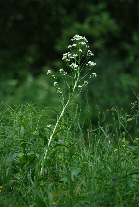 Free Images Nature Meadow Prairie Leaf Flower Green Herb Nikon