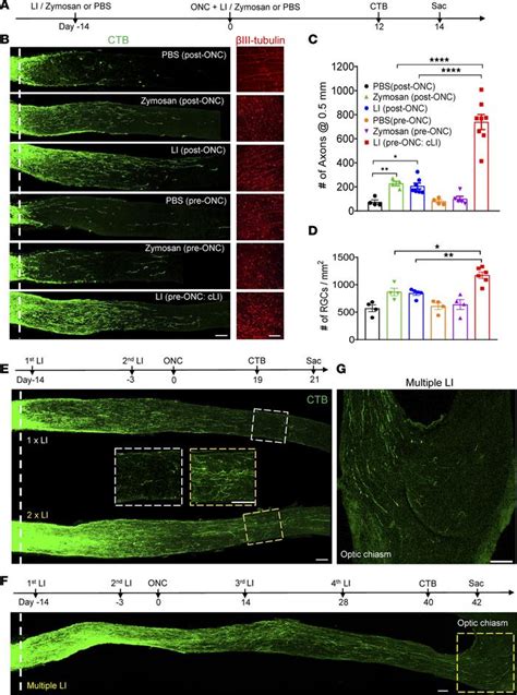 Jci Insight Full Length Optic Nerve Regeneration In The Absence Of