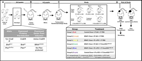 Study Timeline Schema A At Weeks Of Age Mice With The Desired