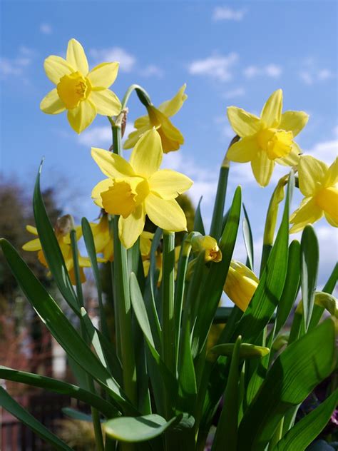 Daffodils Easter Bells Yellow Free Photo On Pixabay Pixabay