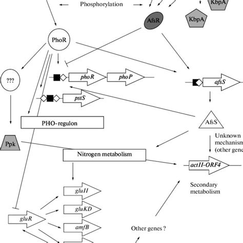 Regulatory Networks Of S Coelicolor Phopphor And Afskafsrafss And Download Scientific