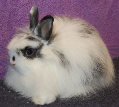 National Jersey Wooly Rabbit Club 2012 Arba Convention Cute Animals