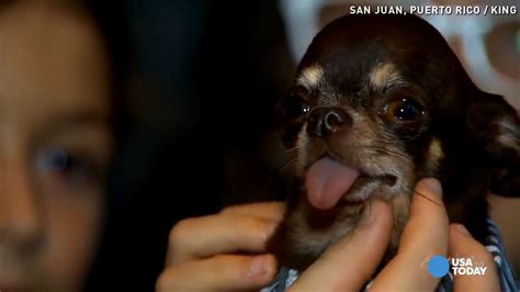 Meet Milly The Worlds Smallest Dog 48 Off