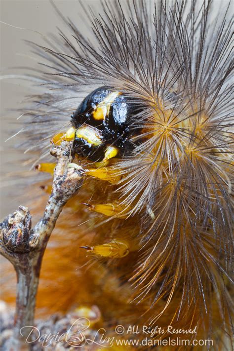 Salt Marsh Moth Caterpillar | Daniel Lim Photography