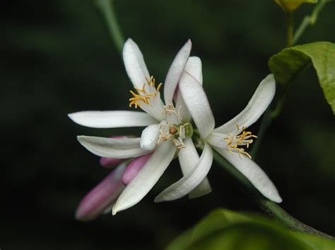 Meyer Lemon Tree Flowers