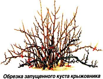 Как обрезать старый, запущенный крыжовник