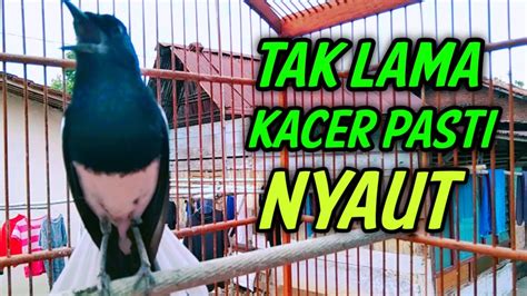 TAK LAMA KACER PASTI NYAUT COCOK UNTUK KACER YANG MALAS BUNYI KACER