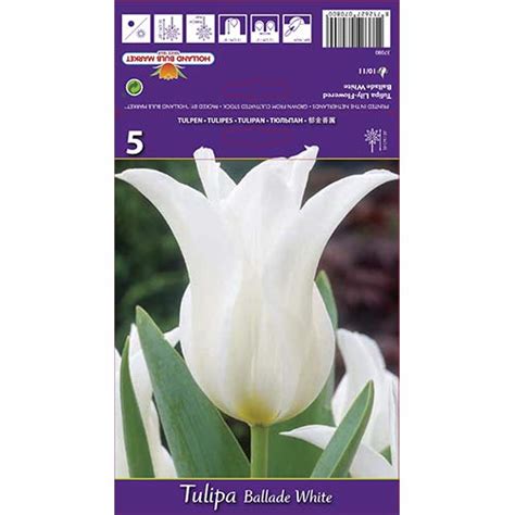 Tulip Ballade White 67691 Sibulad Osta Soodsamalt GradinaMax Ee