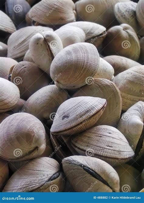 molluschi fotografia stock immagine  drogheria sano