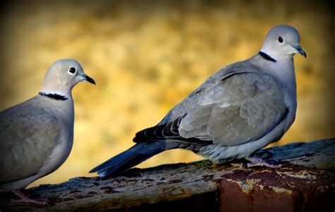 Ringneck Dove - PentaxForums.com