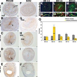 Uterine Angiogenesis And Cellular Proliferation During The