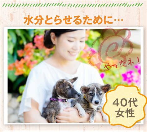 【楽天市場】【バージョンアップ】犬・猫・ペット用 手作りご飯食べる スープ 4袋無添加 国産 栄養補給・水分補給にチーズ・野菜の犬用スープ