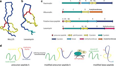 Representative Structure And Biosynthesis Of A Lasso Peptide A D