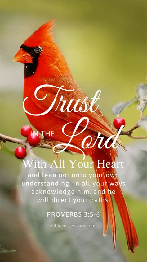 Cardinal Prov 3:5-6 – Encouraging Bible Verses