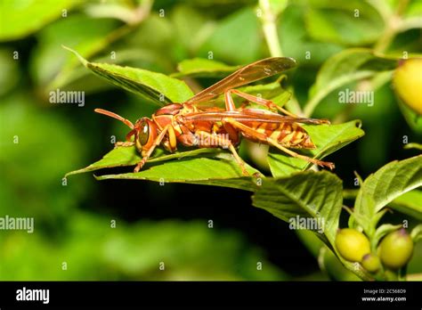 Texas Paper Wasp Polistes Apaches Fuscatus Texanus Apache Wasp