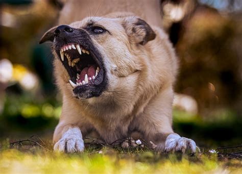 Chien Qui Grogne Pourquoi Le Fait Il Et Surtout Comment R Agir