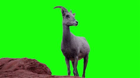 Vidiots Channels Free Green Screen Stock Footage And More Animals