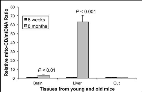 Comparison Of Mtdna Bp Deletion Levels From Tissues Of Week Old