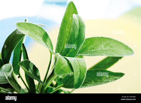Sage Salvia Officinalis Stock Photo Alamy