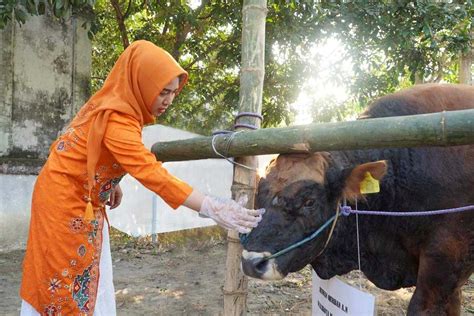 Gema Media Idul Adha H M Wali Kota Mojokerto Serahkan