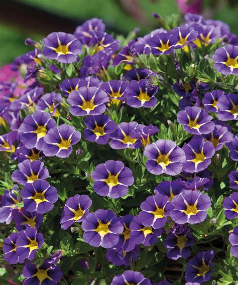 Best Container Plants 14 Top Picks For Summertime Pots Gardeningetc