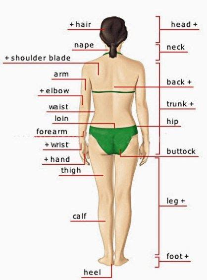 Parts of the body hair. nape, head, neck, shoulder blade, arm, elbow, back, waist, trunk, loin ...