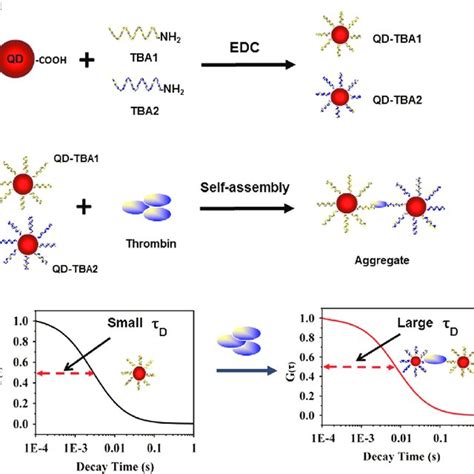 The Procedure Of Aptamer Based Single Particle Method For Homogeneous