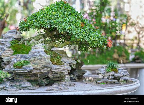 Bonsai And Penjing With Miniature Beautiful In Nature Stock Photo Alamy