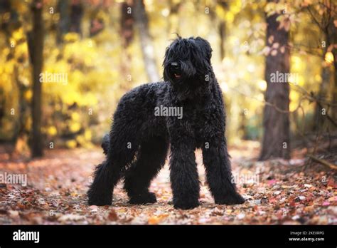 Black Russian Terriers Hi Res Stock Photography And Images Alamy