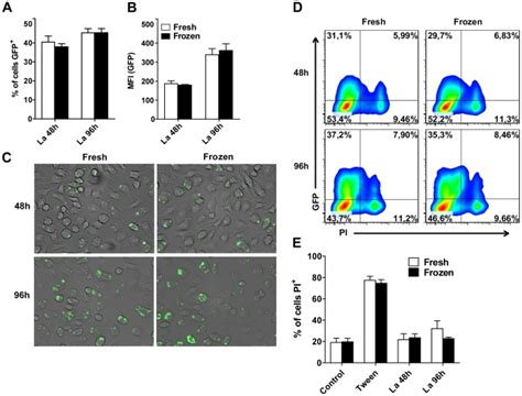 Bone Marrow Derived Macrophages Bmdm Obtained From Fresh Or