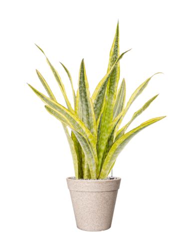 Sansevieria Trifasciata Lauren Donica Fibrics Bamboo System