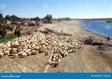 Chinsee Herdsman with Sheep Stock Image - Image of agriculture, flocked ...