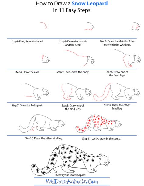 How To Draw A Snow Leopard