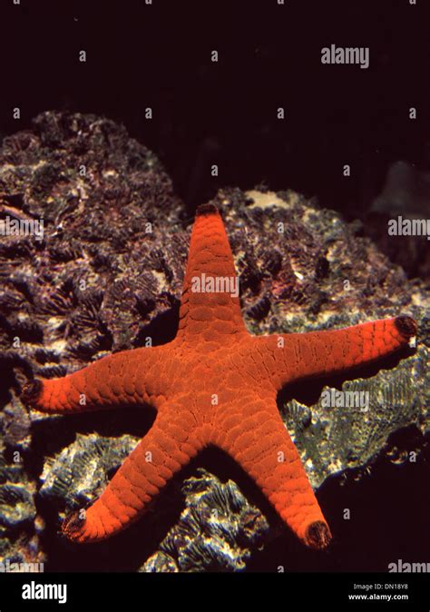 Starfish Fromia Indica Stock Photo Alamy