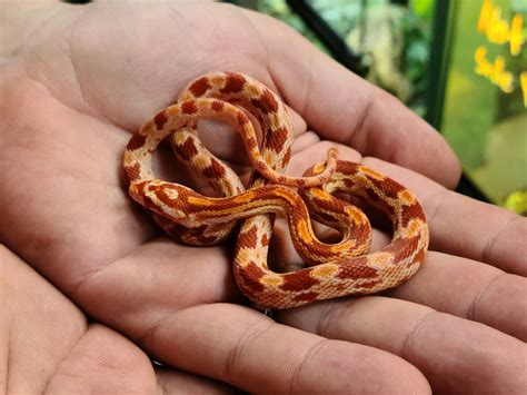 Elaphe Pantherophis Guttata Amelanistic Corn Snake Fema